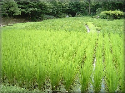 小石川後楽園田んぼ