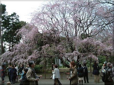 六義園しだれ桜