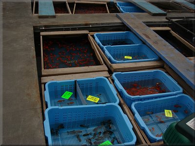 本郷菊坂金魚問屋