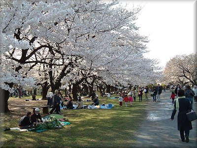 小石川植物園の桜