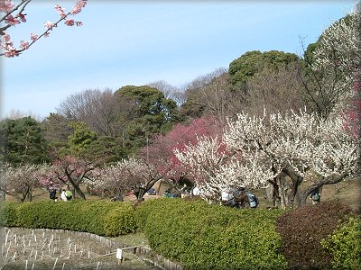 小石川植物園の梅