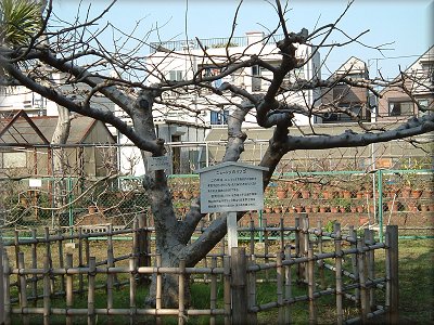 小石川植物園ニュートンのリンゴの木